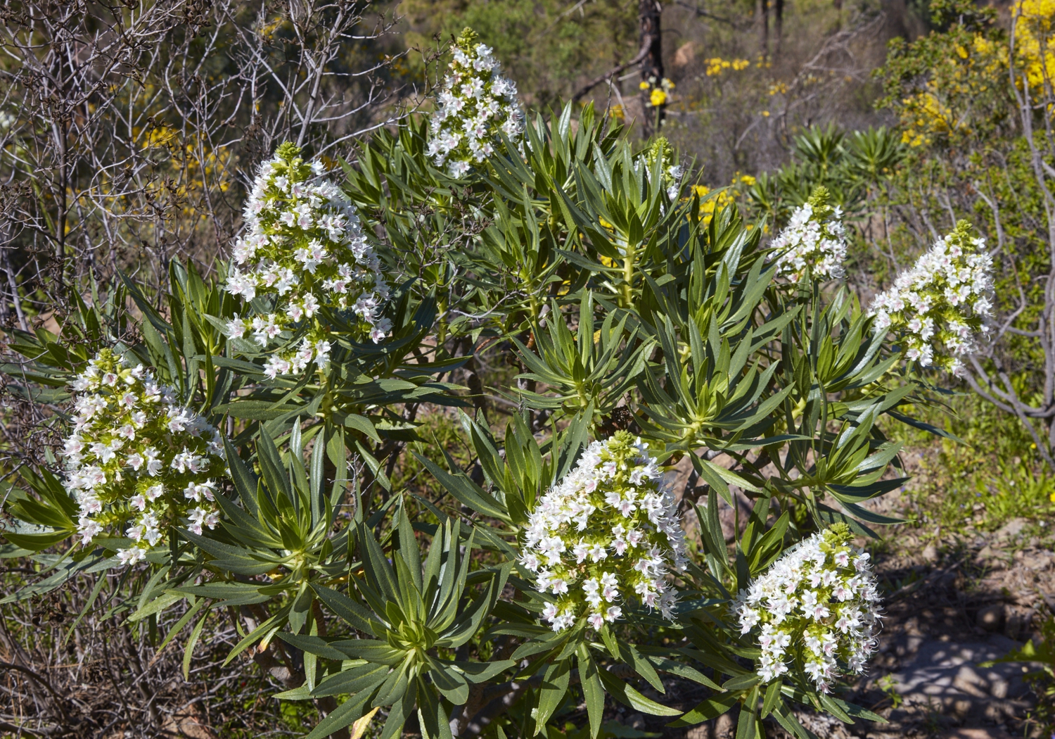 Tajinaste blanco (Echium decaisnei)